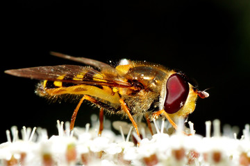 Schwebfliege auf Wiesenkerbelblüte