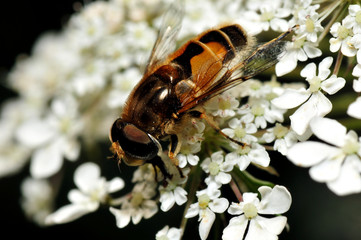 Schwebfliege auf Wiesenkerbelblüte