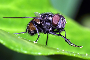 Makro einer Stubenfliege