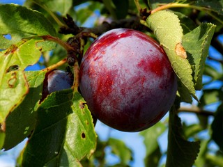 Red greengage on tree