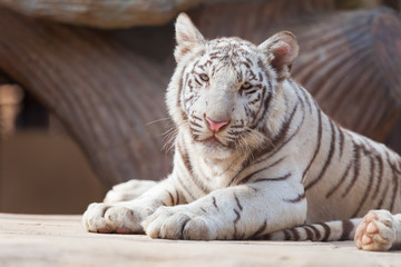 White Tiger