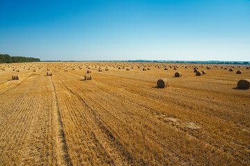 Fototapeta premium Round straw bales in harvested fields and blue sky 