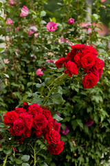 beautiful red roses  in garden