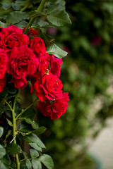 beautiful red roses  in garden