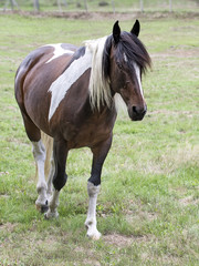 poney brun et blanc dans l'enclos
