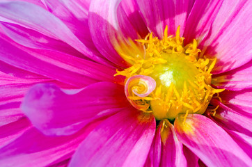 Happiness: Closeup on a dahlia flower :)