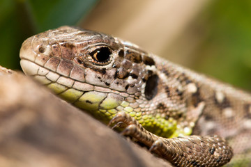 Fototapeta premium Lacerta agilis lizard