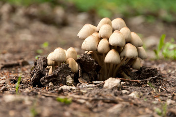 Mushrooms on the ground