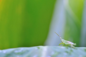 バッタ