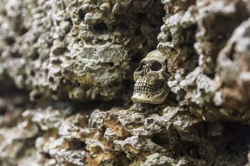 skull or skeleton of human photography