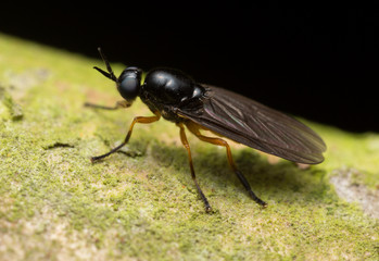 Soldier fly, Stratomyidae