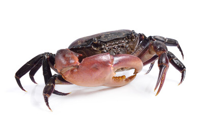 crab on white background
