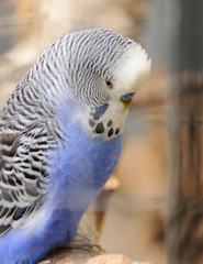 budgie