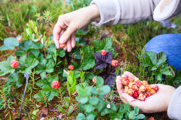 Woman gathering ripe cloudberries on the northern marshes, hands close-up