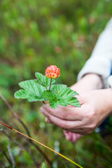 Red fresh cloudberry on the green bush in female hands