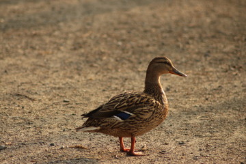 Enten Portrait