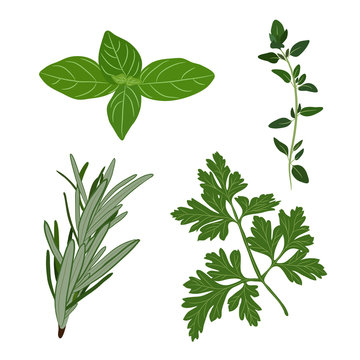 Vector fresh parsley, thyme, rosemary, and basil herbs. Aromatic leaves used to season meats, poultry, stews, soups, Bouquet granny