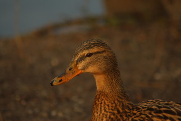 Enten Portrait