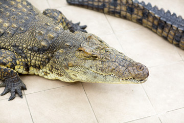 Crocodile lying on the ground. 