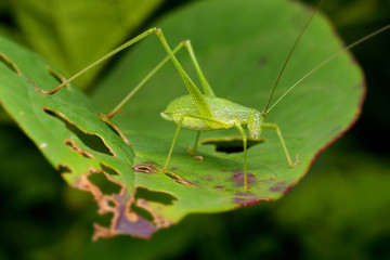 grasshopper on a green leaf