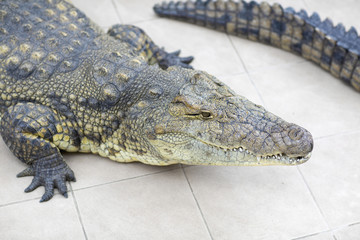 Crocodile lying on the ground. 