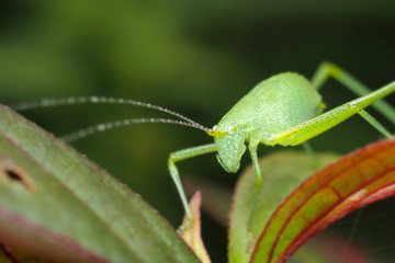 grasshopper on a green leaf
