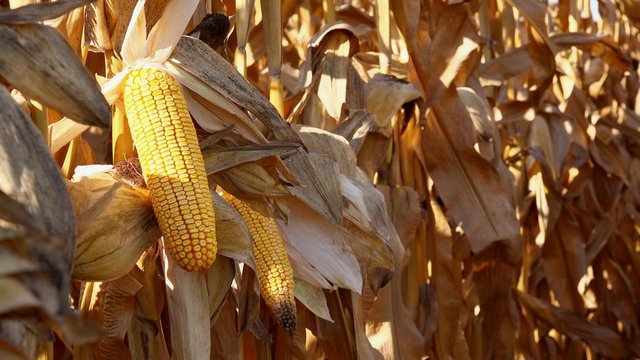 Harvest ready maize ear on stalk in cultivated corn field, 4k uhd 2160p footage of agricultural organic farming plantation.