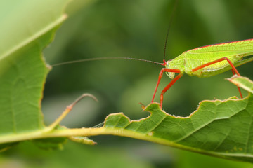 grasshopper on a green leaf
