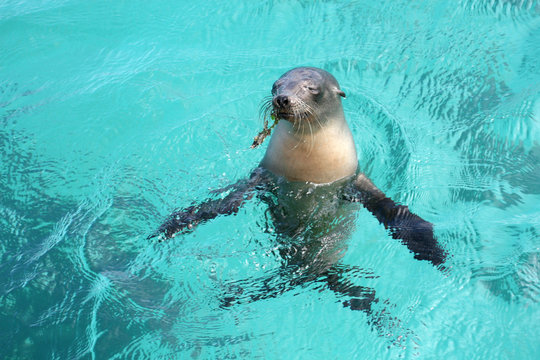 Une otarie se baigne dans l'eau bleue transparente de l'archipel des Gal&aacute;pagos (&Eacute;quateur)