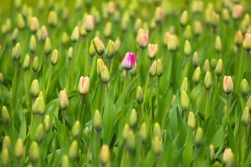 Red tulip among green tulips. Abstract flower background.