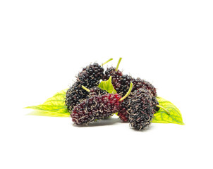fresh mulberry