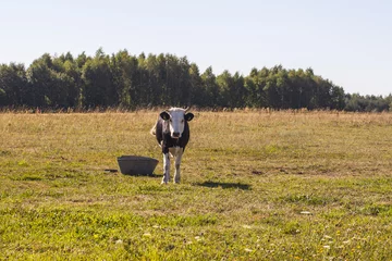 Acrylic prints Cow cow on pasture