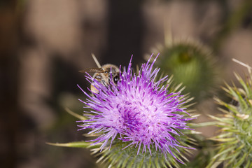 bee in pollen on the flower 