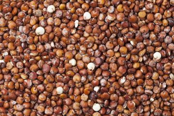 Red raw Quinoa seeds