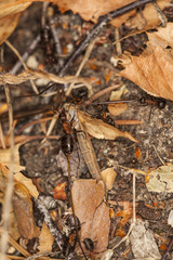 cutting mosquitosupplies for the winter