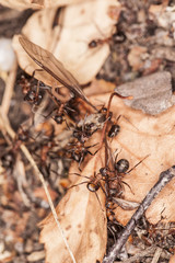 mosquito fell into the anthill