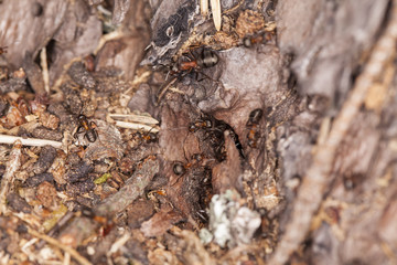 anthill full of ants