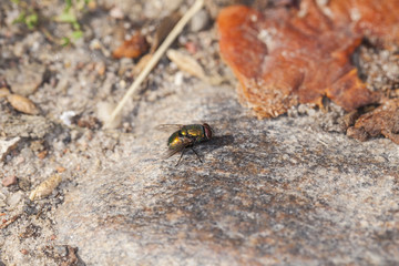 Gold fly eats a rotten apple