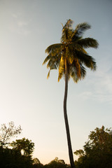 Obraz premium Palme am Abend, Sri Lanka