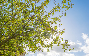 Fototapeta premium Apples in a fruit tree in sunlight in summer