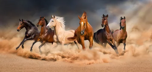 Foto op Canvas Paardenkudde loopt in woestijnzandstorm tegen dramatische hemel © callipso88