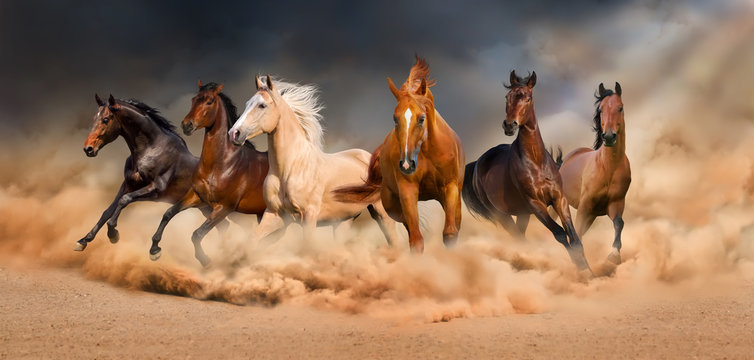 Fototapeta Końskie stado biegające w pustynnej burzy piaskowej przeciw dramatycznemu niebu