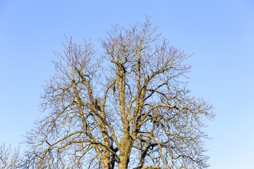 tree without leaves