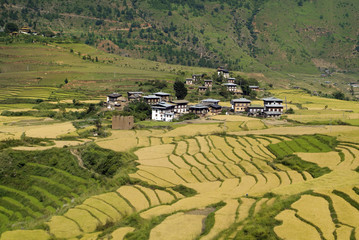 Fototapeta na wymiar Bhutan, Punakha,
