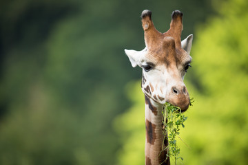 Giraffe (Giraffa camelopardalis) on green background - obrazy, fototapety, plakaty