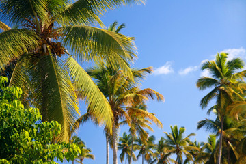 Fototapeta premium Top of coconut palm tree on blue sky background 