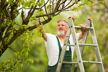 Senior man gardening in his garden (color toned image)