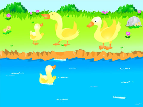 A picture of 4 ducks playing near a river. A duckling is swimming in the river.