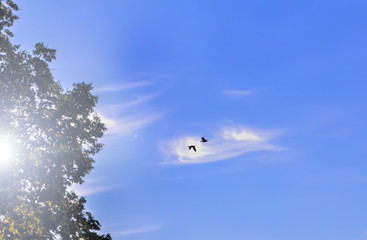 Two birds in blue sky