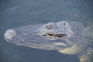 Alligator adulte aux everglades